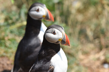 Puffins on Skomer Island, Pembrokeshire