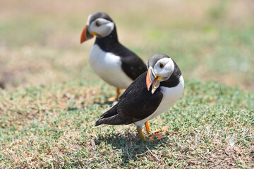 Puffins on Skomer Island, Pembrokeshire