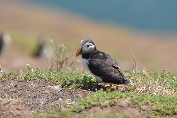 Puffins on Skomer Island, Pembrokeshire