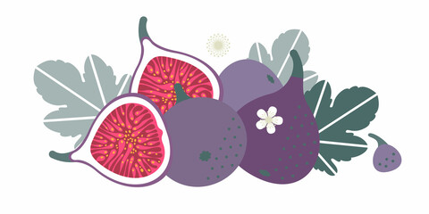Fig fruit. Flat illustration. Whole and cut fruits, leaves and flowers.