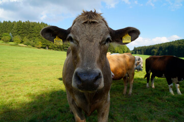 a curious beige cow looking closely into the camera in the Bavarian village Birkach in Germany		