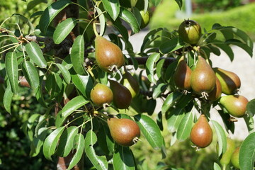 Pears fruits on the tree with leaves. Pear variety is called Comice.  