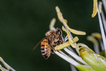 grasshopper on a flower