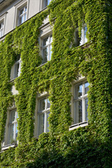 Fototapeta na wymiar House with Green Walls as Vertical Garden