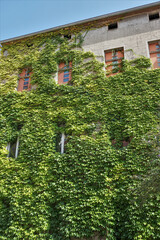 House with Green Walls as Vertical Garden