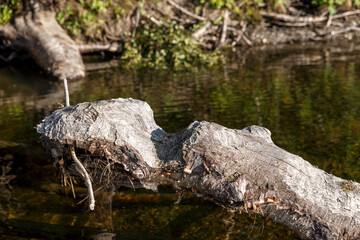 Beaver chewn tree log. Swedish mountains. Close-up. 
