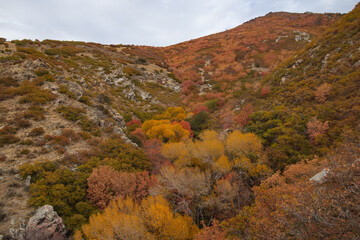 Fall foliage at Bear Canyon hiking trail, Utah