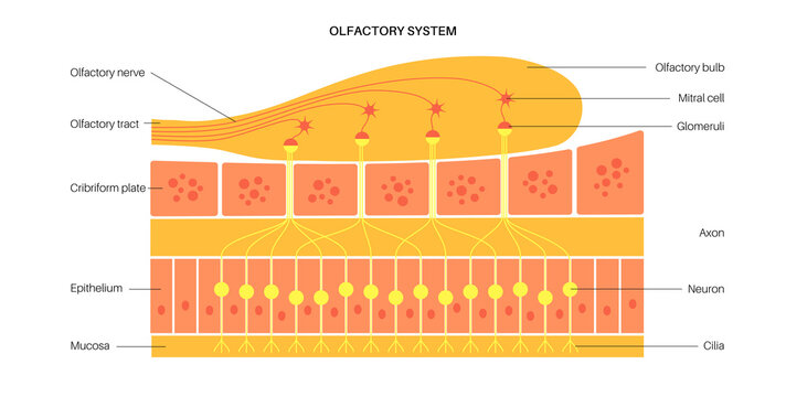 Olfactory System Anatomy