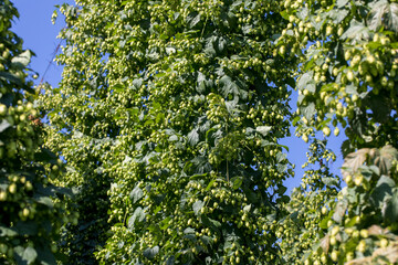 a good or a bad harvest of hops, full grown hops plants ready to harvest on a sunny day  and blue sky
