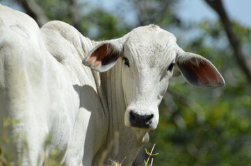 Fototapeta premium Boi branco