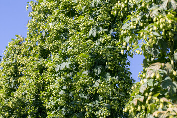 Fototapeta premium a good or a bad harvest of hops, full grown hops plants ready to harvest on a sunny day and blue sky