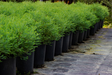 Obraz premium Rows of transport pots with green seedlings occidentalis thuja