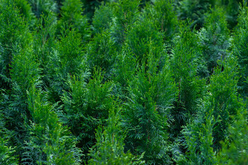 Many western thuja seedlings as a background from ornamental plants