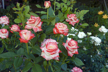 Close-up group of bright white-red rose flowers in twilight.