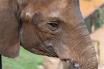 Fototapeta premium Vida salvaje