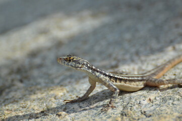 Lagartixa