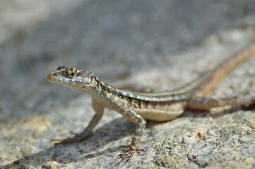 Lagartixa