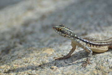 Lagartixa