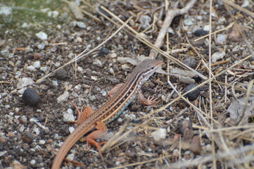 Lagarto Colorido