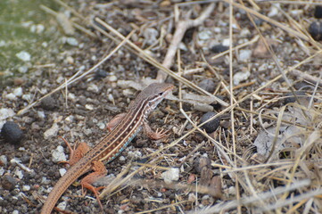 Obraz premium Lagarto Colorido