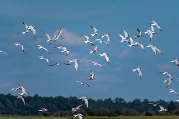 Flock of Terns with Sky and Trees in background