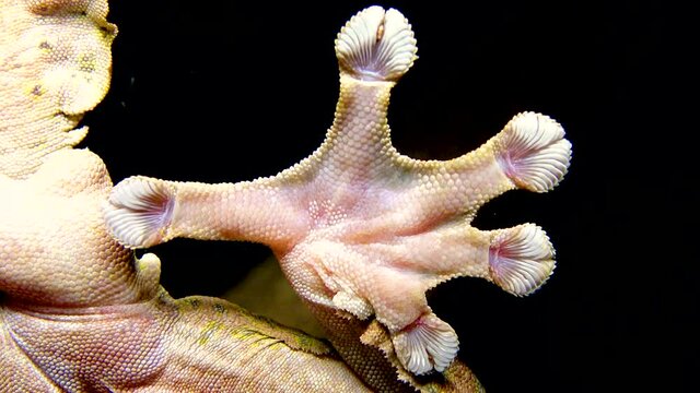 Henkel's leaf-tailed gecko (Uroplatus henkeli), lizard with camouflage color on a tree branch