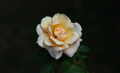 isolated pink rose bud on blurred dark background 