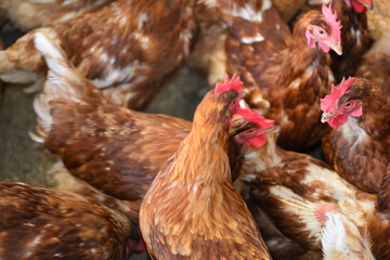 Gallus gallus domesticus or homemade egg laying hen on farm