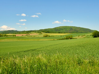 Obraz premium green field and blue sky