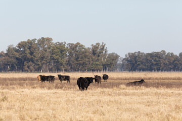 angus in the pampas field
