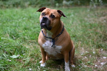 Brown stafford dog looking in the camera in a park