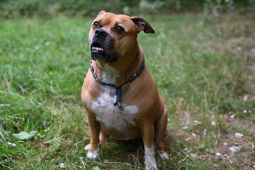 Brown stafford dog looking in the camera in a park