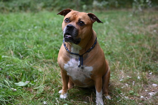 Stafford Images Browse 10 323 Stock Photos Vectors and Video Stafford Images Browse 10 323 Stock Photos Vectors and Video