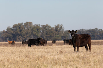 angus in the pampas field