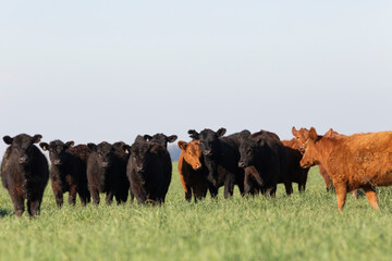 angus in the pampas field