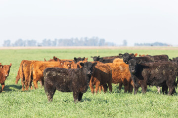 angus in the pampas field