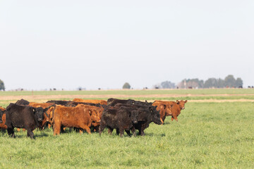 angus in the pampas field