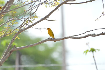 Pássaro Amarelo