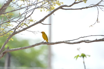 Pássaro Amarelo