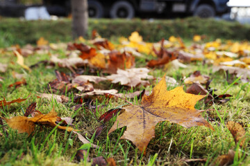 Selective focus, maple leaf on grass, autumn foliage near road for cars