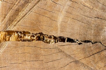 The surface of an old cracked wood for natural background, in shallow focus