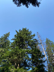 Summer forest in the mountains.