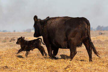 angus in the pampas field