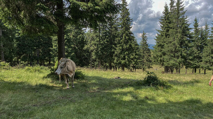 Obraz na płótnie Canvas Cow on a pasture with a beautiful landscape. Organic farming