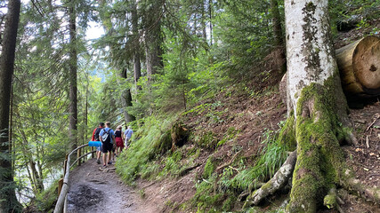 Fototapeta premium Summer forest in the mountains.