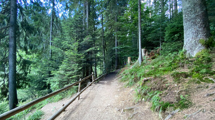 Summer forest in the mountains.