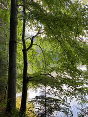 Summer forest in the mountains.