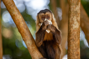 Capuchin monkey on tree branch eating garbage. urban pollution