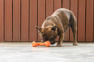 french bulldog playing alone outside with an orange dog toy