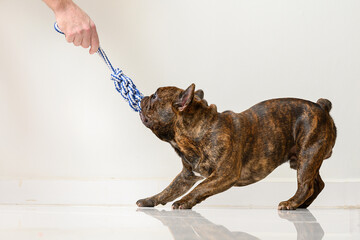 french bulldog dog pulling and playing with a toy that a person's hand is holding
